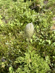 Pulsatilla occidentalis