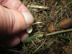 Mycena vitilis