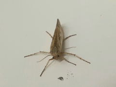 Limnephilus flavicornis