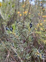 Gompholobium grandiflorum