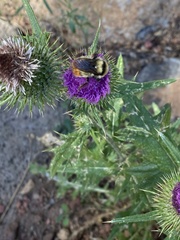 Bombus centralis