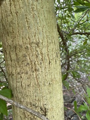 Carya cordiformis