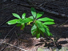 Rhododendron macrophyllum
