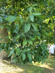 Carya ovata