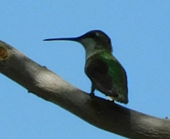 Archilochus