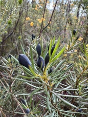 Gompholobium grandiflorum