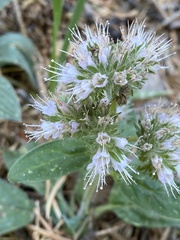 Phacelia
