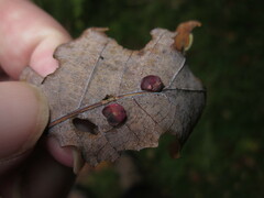 Neuroterus albipes