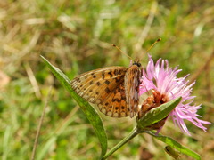 Boloria selene