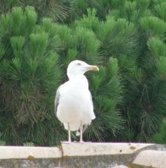 Larus argentatus