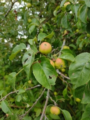 Malus sylvestris