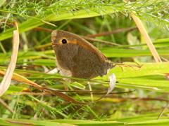 Satyrinae