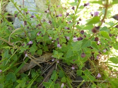 Scutellaria humilis