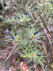 Gompholobium grandiflorum