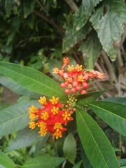 Asclepias curassavica