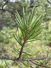 Pinus banksiana