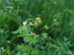 Thalictrum sparsiflorum