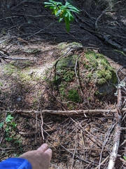 Rhododendron macrophyllum