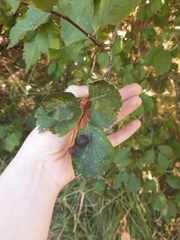 Crataegus douglasii