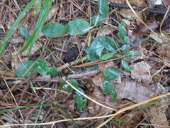 Lathyrus ochroleucus