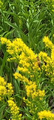 Solidago nana