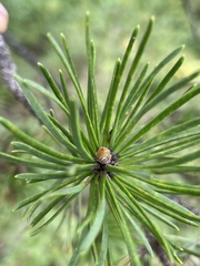Pinus banksiana