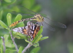 Dromogomphus spoliatus