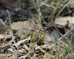 Dromogomphus spoliatus