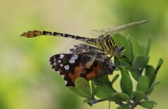 Dromogomphus spoliatus