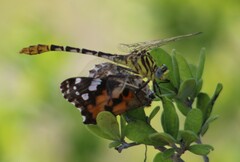 Dromogomphus spoliatus