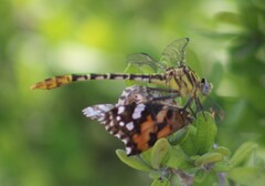 Dromogomphus spoliatus