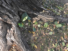 Jaborosa integrifolia