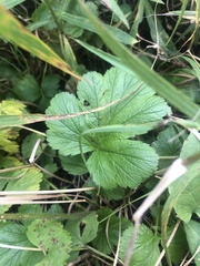 Geum macrophyllum