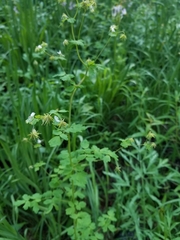 Thalictrum sparsiflorum
