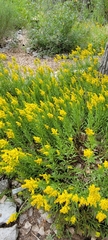 Solidago nana