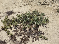 Heliotropium curassavicum