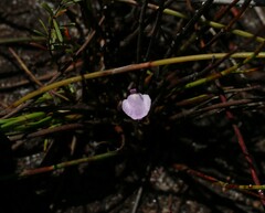 Utricularia lateriflora