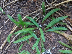 Struthiopteris spicant