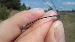 Lestes virens