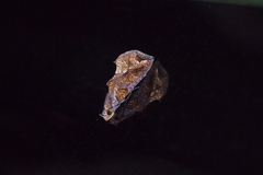 Plusiodonta coelonota
