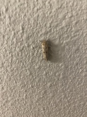 Tinea apicimaculella