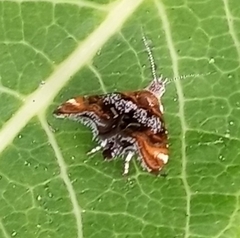 Prochoreutis inflatella