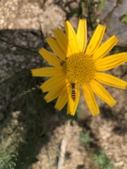 Sphaerophoria scripta