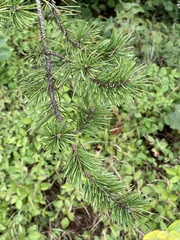 Pinus banksiana