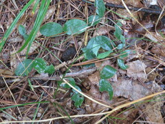 Lathyrus ochroleucus