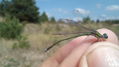 Lestes virens