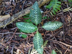 Goodyera oblongifolia