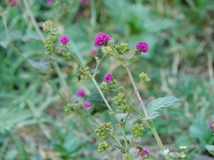 Boerhavia coccinea