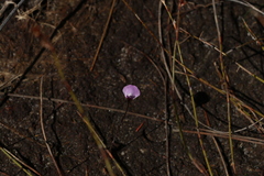 Utricularia lateriflora