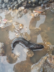 Acanthoclinus fuscus